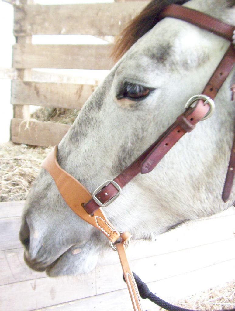 LEATHER BITLESS BRIDLE HACKAMORE BOSAL WITH DESIGN