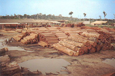 Tropical Timber or Tropical Lumber