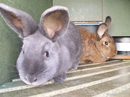 Rabbit Hutches