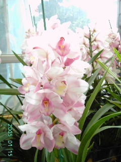 Kunming Yunnan China cut cymbidium