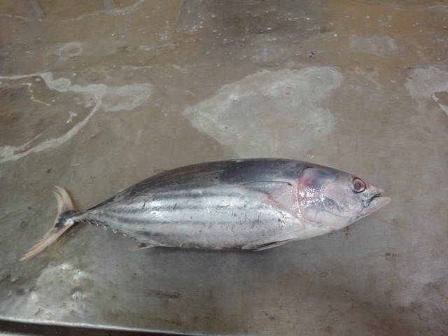 Frozen skipjack tuna (whole round)