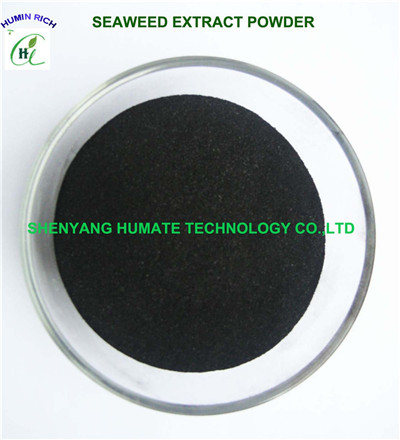 Seaweed Extract