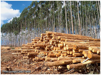 pulpwood, eucalyptus poles, eucalyptus logs, wood
