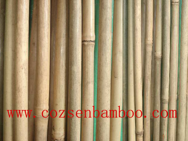 bamboo poles