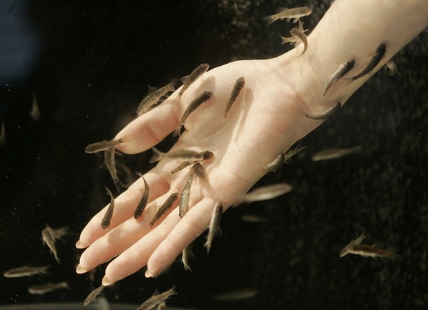 doctor fish, fish doctor