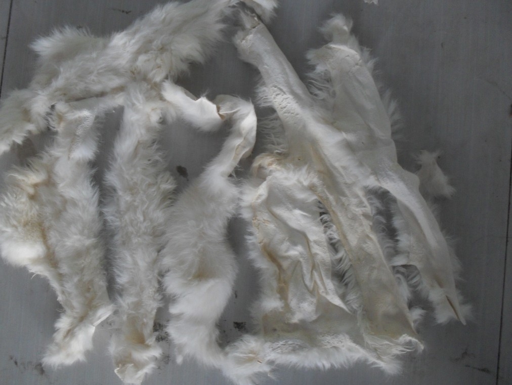 Rabbit Fur Scraps