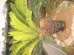 Cycas Revoluta 45cm