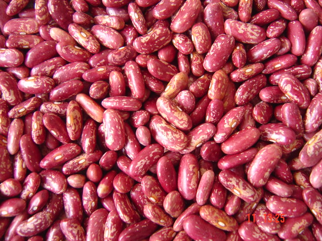 RED SPECKLED KIDNEY BEANS