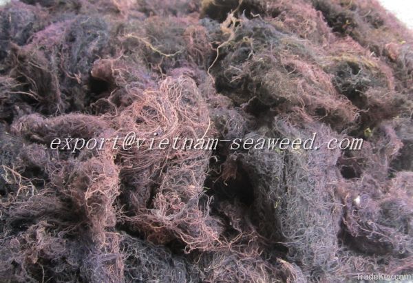 Dried gracilaria seaweed