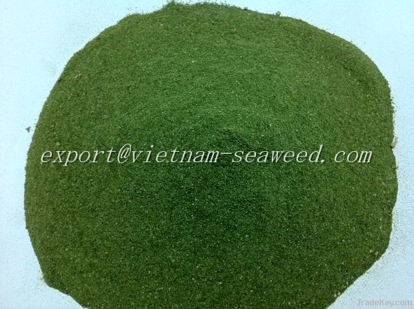 Ulva Lactuca Powder