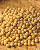 soybean