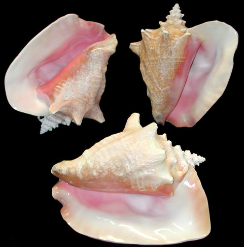 Queen Conch Shells