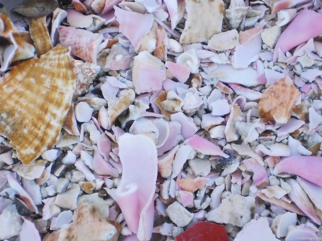 Broken & Crushed Sea Shells