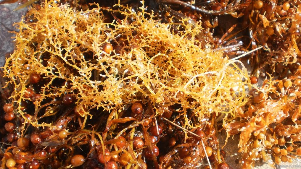 Dried Sargasum Seaweed
