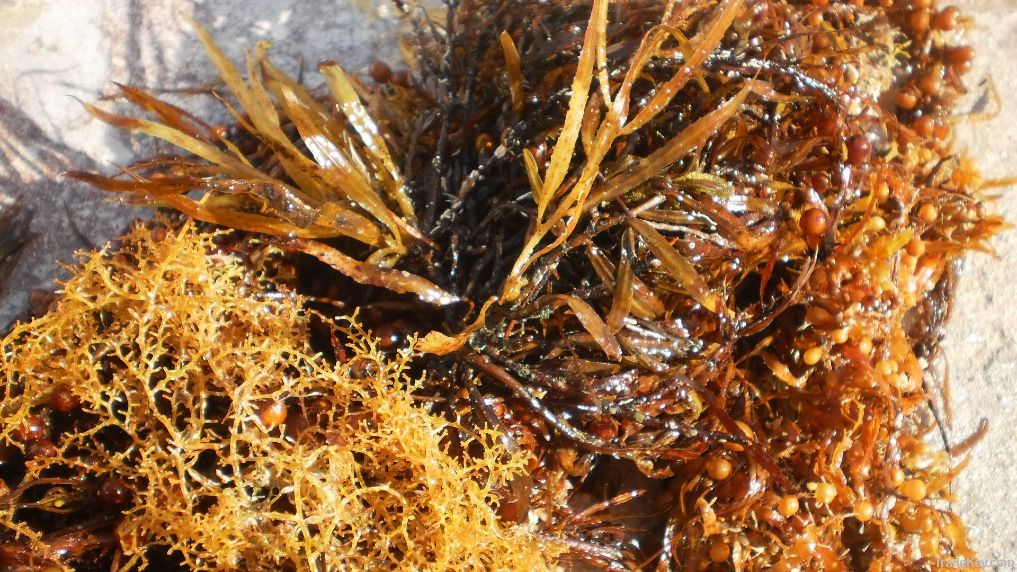 Dried Sargasum Seaweed