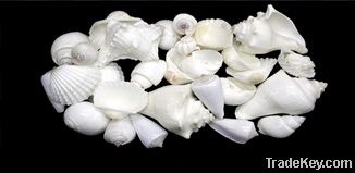 Large White Shells Mix