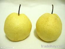 fresh ya pear