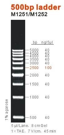 500bp DNA Ladder