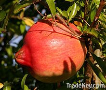 Fresh Pomegrante