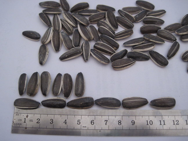 black sunflower seeds