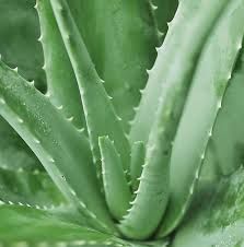 Aloe extract