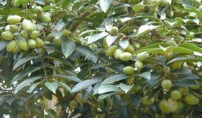 Olive Leaf Extract