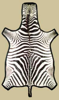 zebra hides