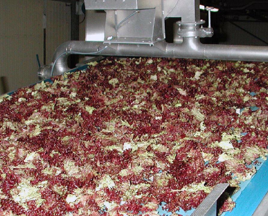 Salad processing equipment
