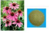 Echinacea Herb   Cichoric acid