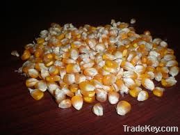Haybrid Maize Seed