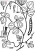 Dunbaria rotundifolia extract