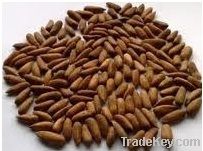 Pakistani Walnuts & pine nuts