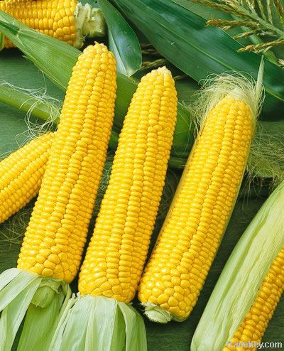 Corn