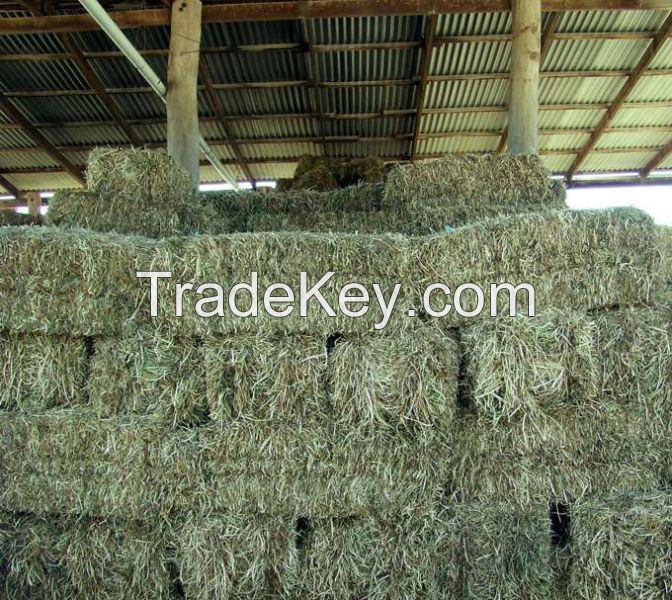 Timothy Hay.Alfalfa.Oat,r/ Bermuda/Rhode Hay/Animal feeds