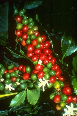 Specialty Coffee Beans