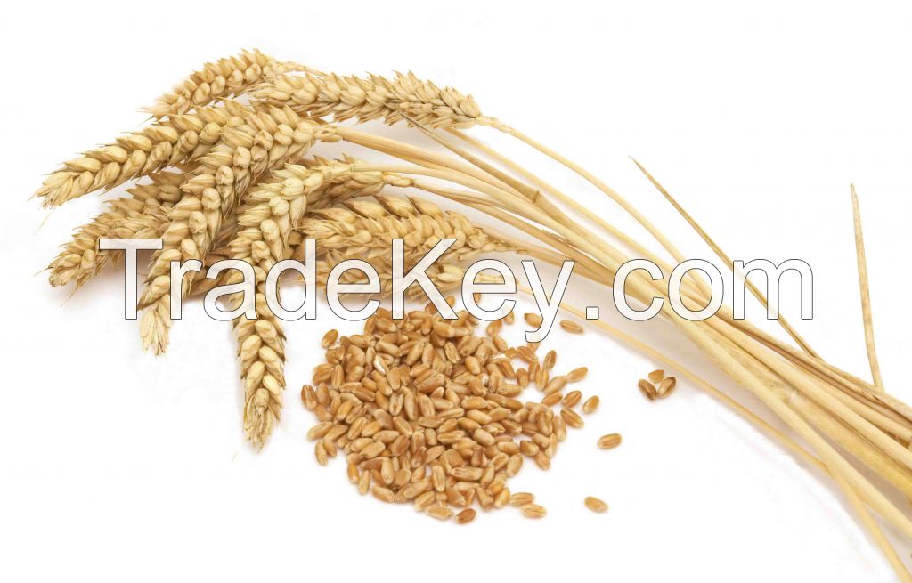 Sale of wheat