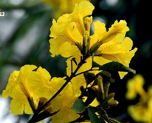 tabebuia aegentea