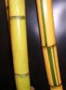 Golden Hawaiian Bamboo Poles