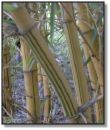 Golden Hawaiian Bamboo Poles