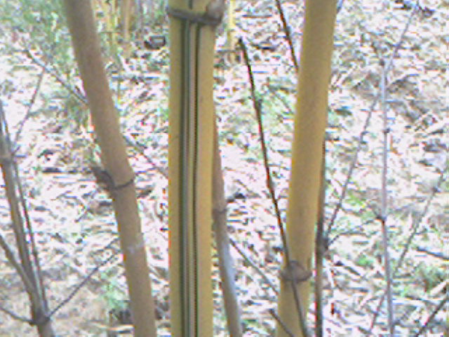 Golden Hawaiian Bamboo Poles