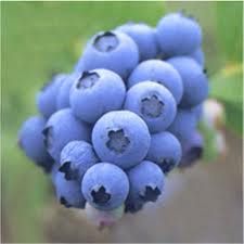 Bilberry Extract