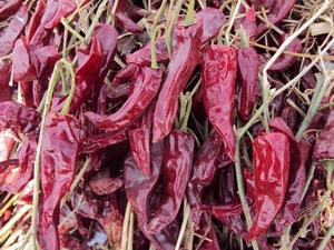 Dried red pepper/chilli