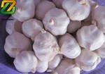 pure white  garlic