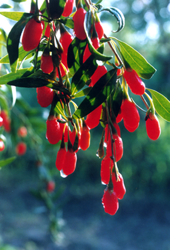 Goji Berry Extract