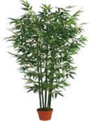 150CM bamboo