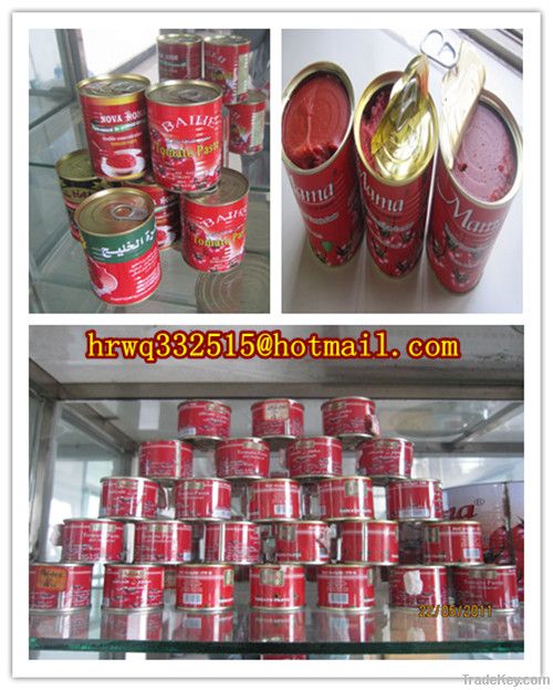 canned tomato paste export to Africaï¼Factory