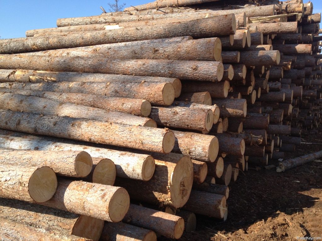 Round logs of pine, spruce, fir and larch