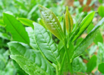 Tea Polyphenol, Camellia Sinensis, GTP,