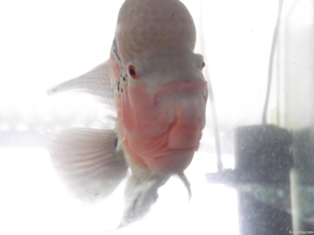 Flowerhorn Cichlid