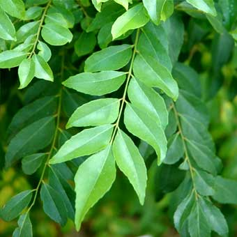 Curry Leaves Fresh